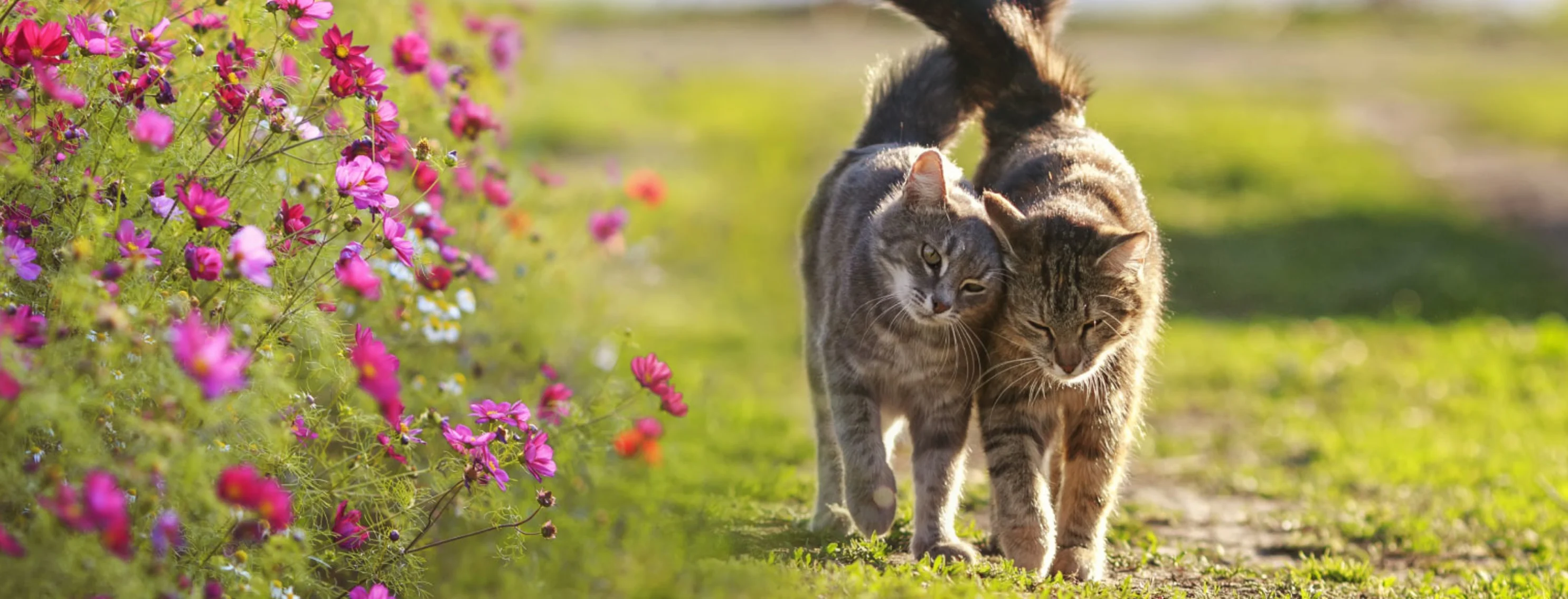 Two cats walking side by side together.